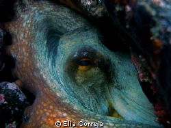 Octopus! by Elia Correia 